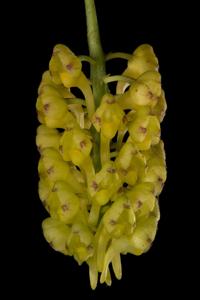 Uncifera acuminata