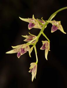 Dendrobium porphyrochilum