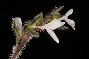 Odontochilus elwesii