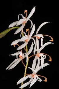 Coelogyne porrecta