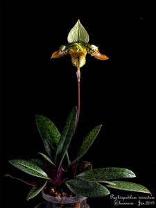 Paphiopedilum venustum