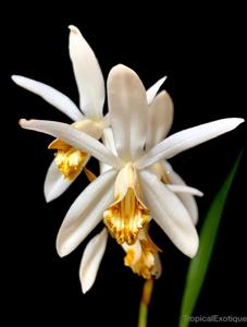 Coelogyne palawanensis