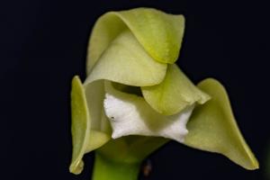 Cattleya virens