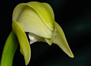 Cattleya virens