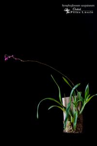 Oncidium strictum