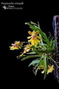 Erycina crista-galli