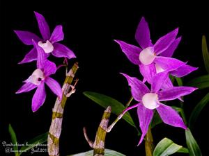 Dendrobium hercoglossum