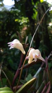 Dendrobium planibulbe