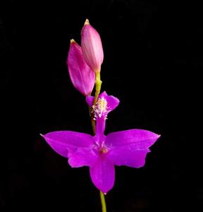 Calopogon tuberosus var. tuberosus