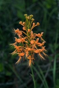 Platanthera ciliaris