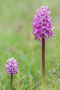 Orchis simia