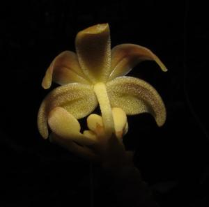 Cyrtosia integra