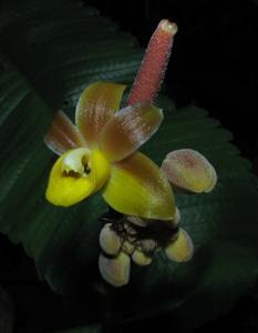 Cyrtosia integra