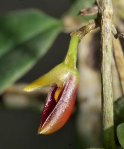Bulbophyllum membranaceum