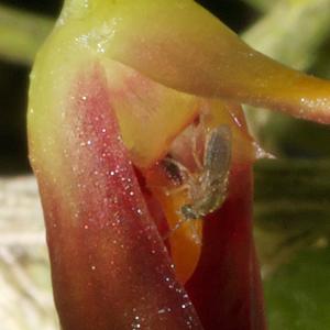 Bulbophyllum membranaceum