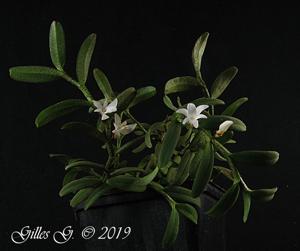 Angraecum dasycarpum