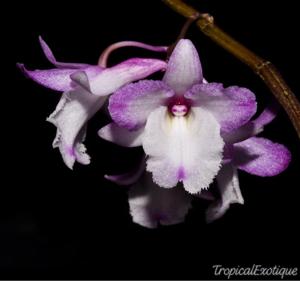 Dendrobium calicopis