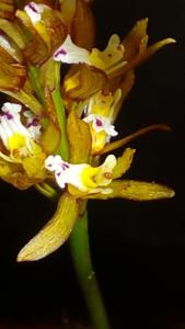 Oreorchis bilamellata
