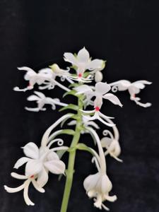 Calanthe triplicata