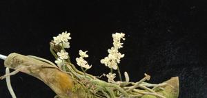 Chiloschista exuperei