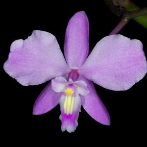 Artorima erubescens