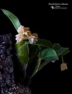 Dendrobium milaniae