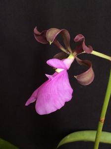 Encyclia cordigera