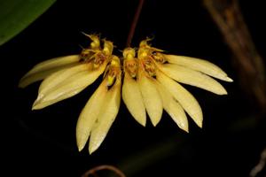 Bulbophyllum brevibrachiatum