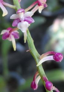 Saccolabiopsis pusilla