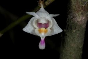 Dendrobium lancilobum var. roseocalcar