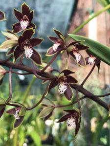 Cymbidium canaliculatum