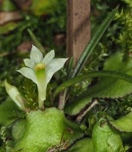 Dendrobium masarangense