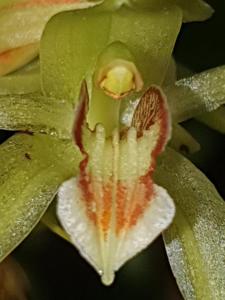 Coelogyne chloroptera