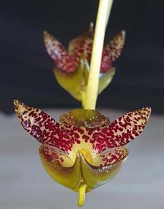 Bulbophyllum gerlandianum