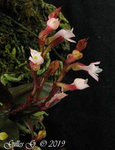 Angraecum rubellum