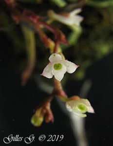 Angraecum rubellum