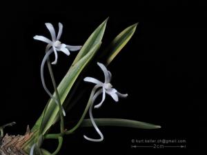 Vanda falcata