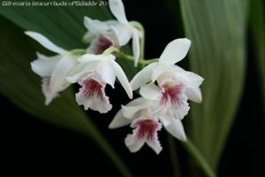 Bifrenaria leucorrhoda
