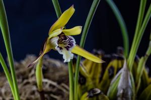 Maxillaria chrysantha