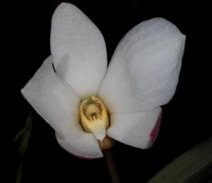 Dendrobium centrale