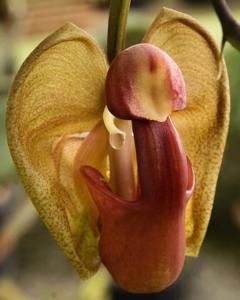 Coryanthes speciosa