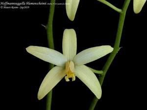 Cattleya blumenscheinii