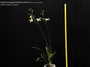 Cattleya blumenscheinii