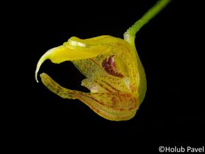 Scaphosepalum verrucosum