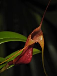 Masdevallia filaria