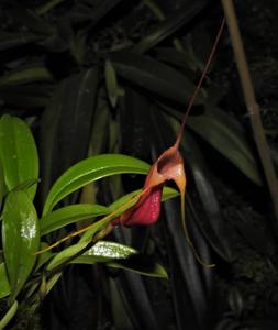 Masdevallia filaria