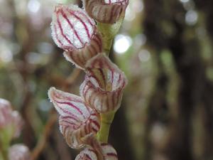 Crocodeilanthe elegans