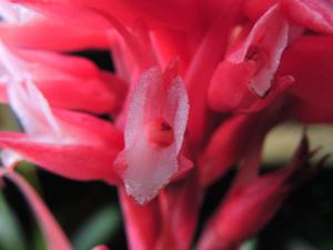 Stenorrhynchos speciosum