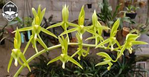 Catasetum transversicallosum