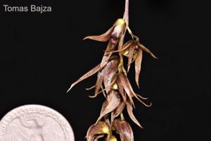 Dendrobium numaldeorii